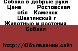 Собака в добрые руки  › Цена ­ 10 - Ростовская обл., Каменск-Шахтинский г. Животные и растения » Собаки   